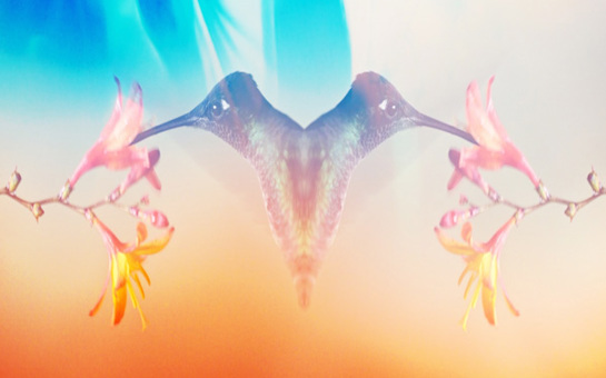 Hummingbird' - My Heart Is Electric