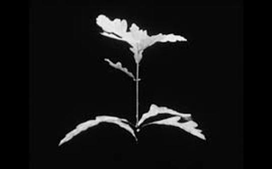 Rebotini - Ep.4 - Etat Naturel